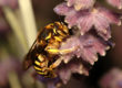 olfacto abeille - L’Art de la phytothérapie - Almavie