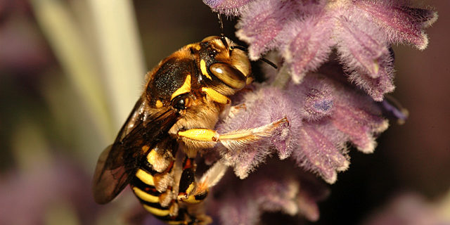 olfacto abeille - L’Art de la phytothérapie - Almavie