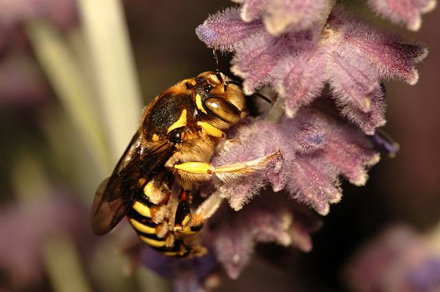 olfacto abeille - L’Art de la phytothérapie - Almavie